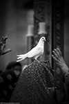 11 - Bird Of Happiness - Iran - Mashhad - Hollyshrin Of Imamreza - 2012